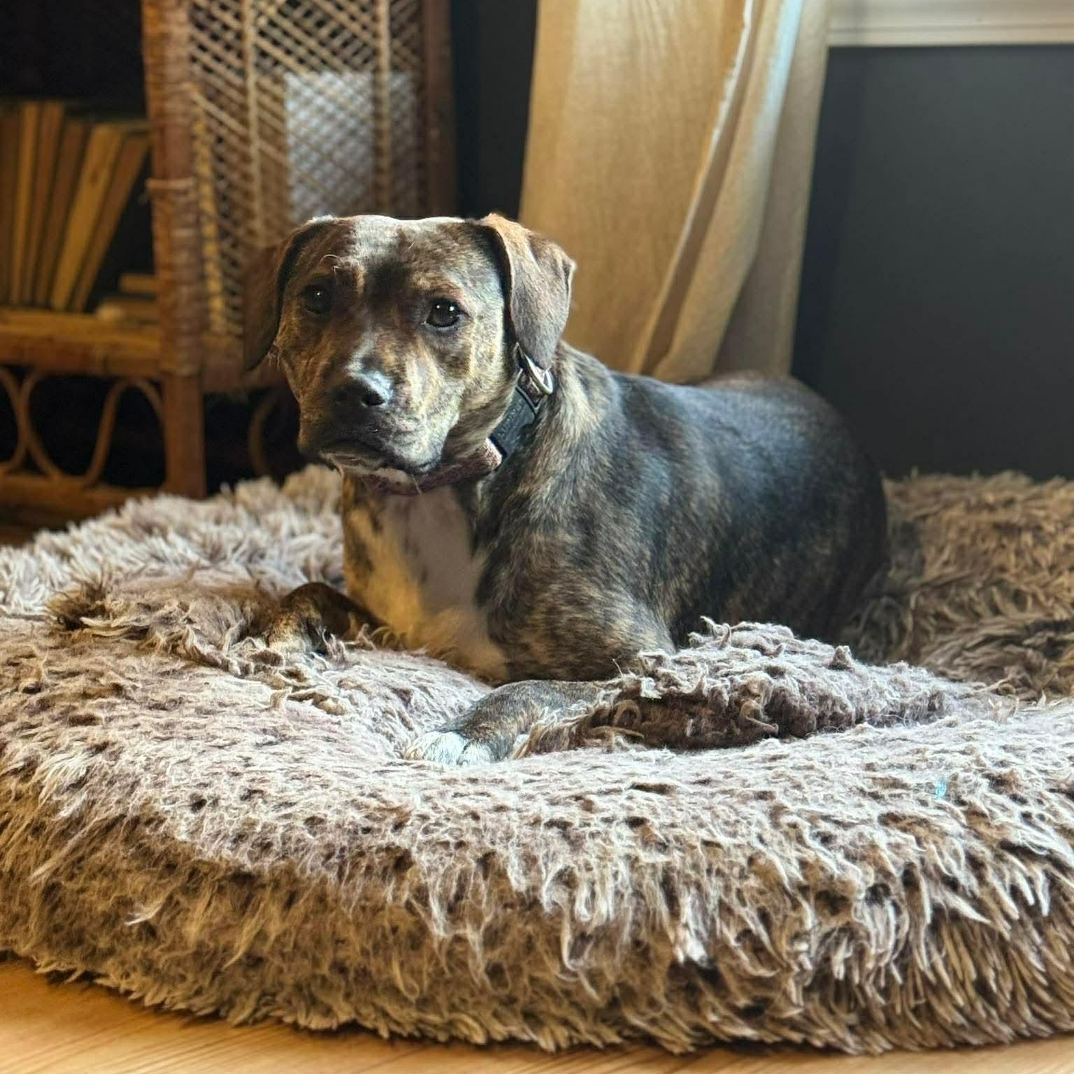 Enlarge Alice, a ADOPTABLE mixed breed in Wando, SC image 4/6