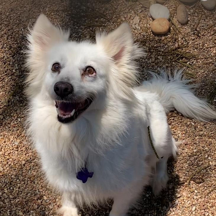 Freckles, ADOPTABLE, Adult Female American Eskimo Dog.