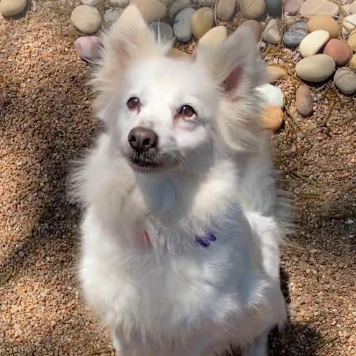 Enlarge Freckles, a ADOPTABLE American Eskimo Dog in Houston, TX image 4/5