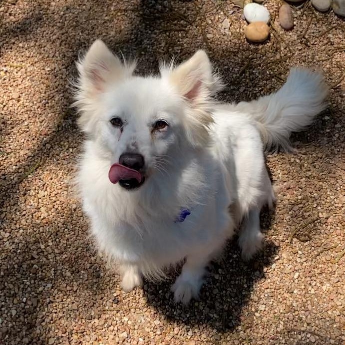 Enlarge Freckles, a ADOPTABLE American Eskimo Dog in Houston, TX image 2/5