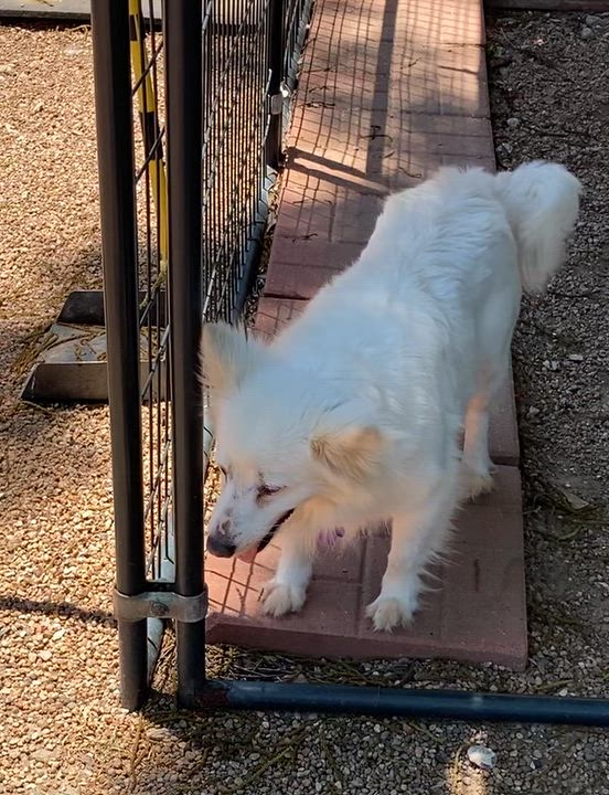 Enlarge Freckles, a ADOPTABLE American Eskimo Dog in Houston, TX video 5/5