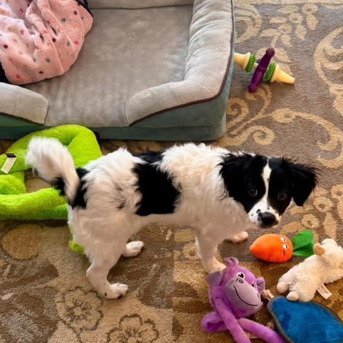 Prarie, a Adoptable mixed breed in Arlington, VA image 1/6
