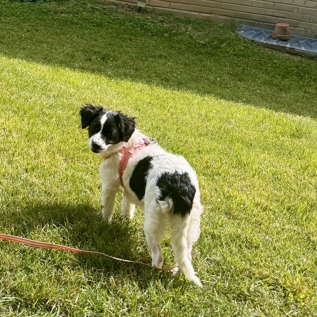 Prarie, a Adoptable mixed breed in Arlington, VA image 5/6