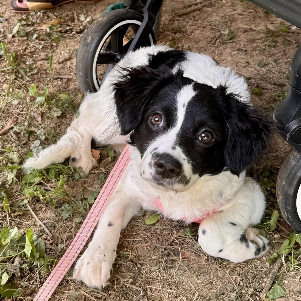 Prarie, a Adoptable mixed breed in Arlington, VA image 6/6