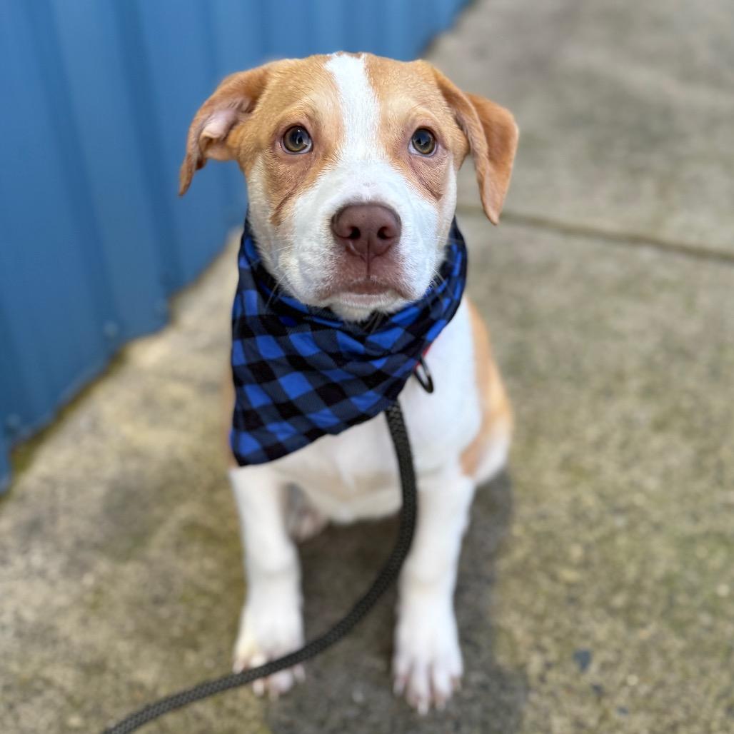 Comet, Adoptable, Puppy Male Australian Shepherd & Border Collie.