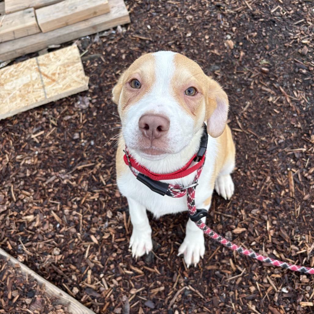 Comet, a Adoptable mixed breed in Newberg, OR image 3/6