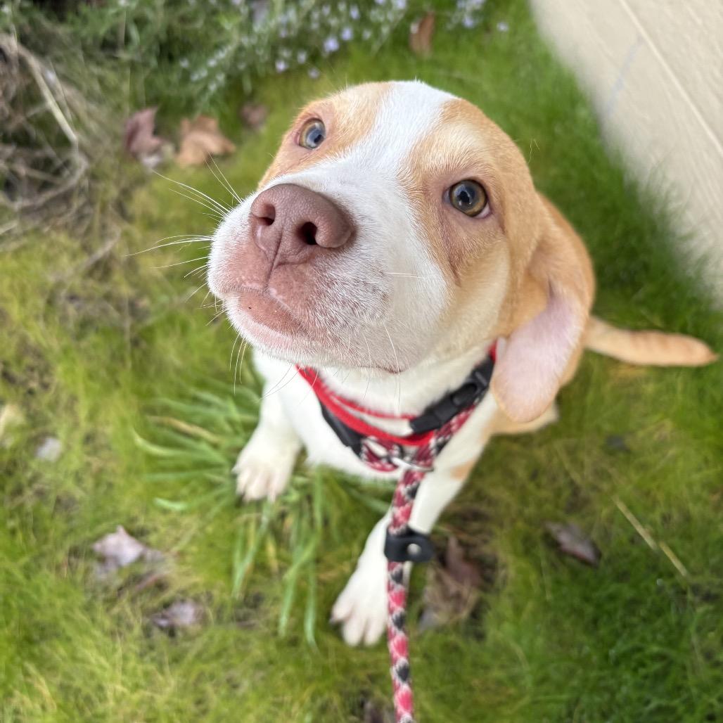Comet, a Adoptable mixed breed in Newberg, OR image 5/6