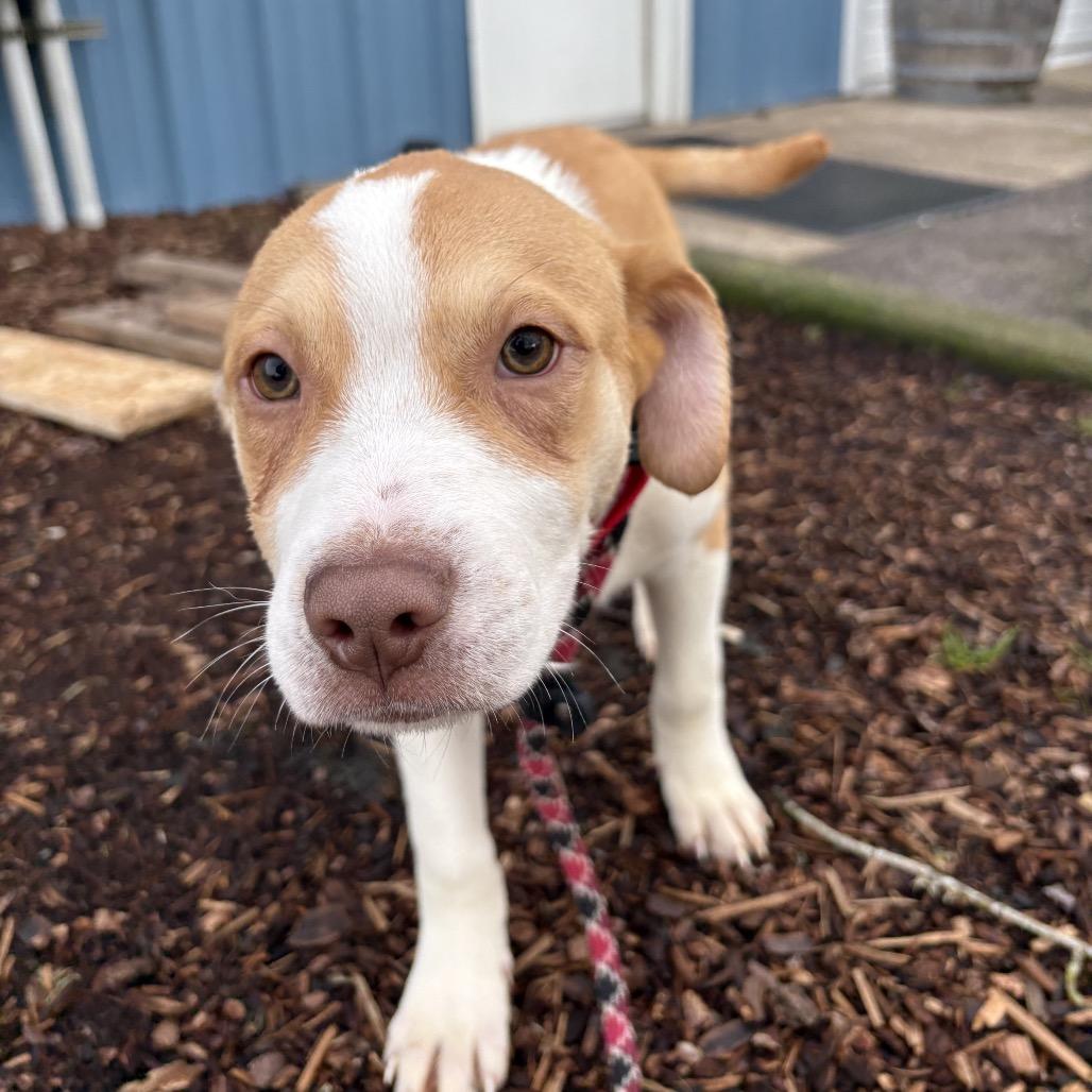 Comet, a Adoptable mixed breed in Newberg, OR image 6/6