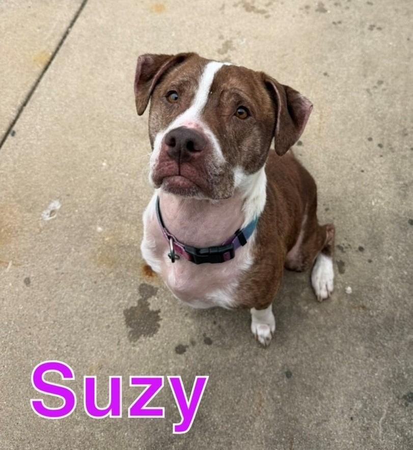 SUZY, Adoptable, Adult Female Pit Bull Terrier & Labrador Retriever.