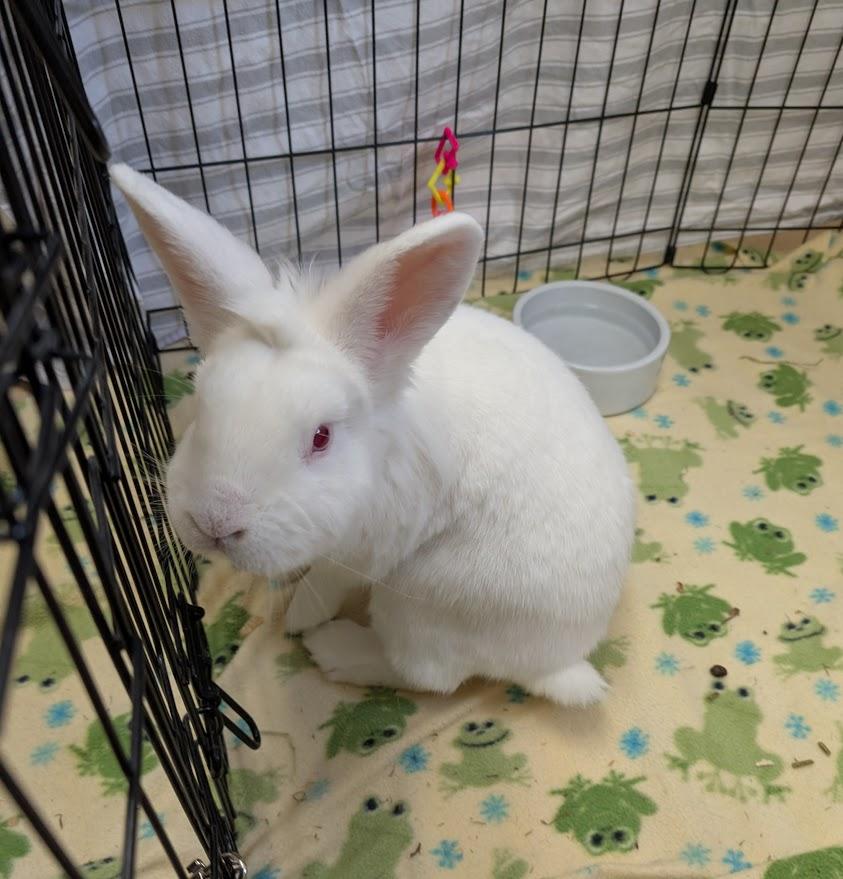 Linguini, ADOPTABLE, Adult Male Lionhead.