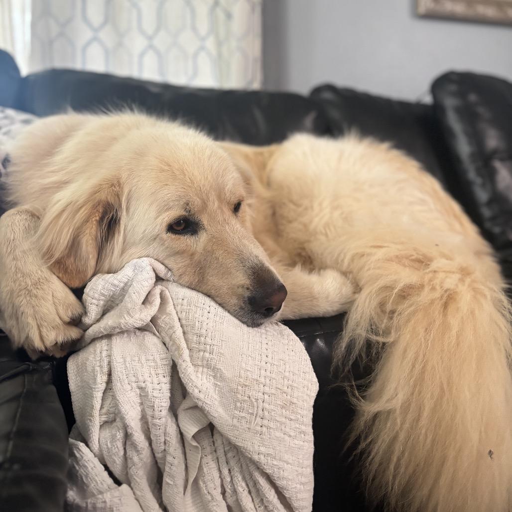 Kodiak, Adoptable, Adult Male Great Pyrenees & Mixed Breed.