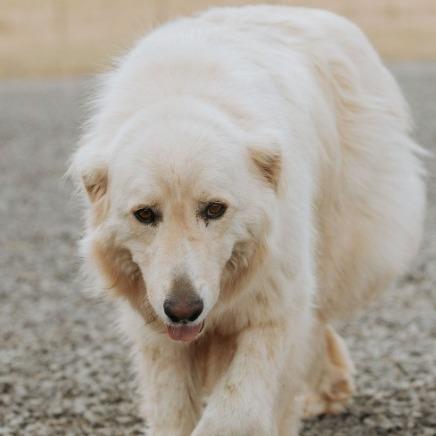 Enlarge Kodiak, a Adoptable mixed breed in Salem, OR image 2/6