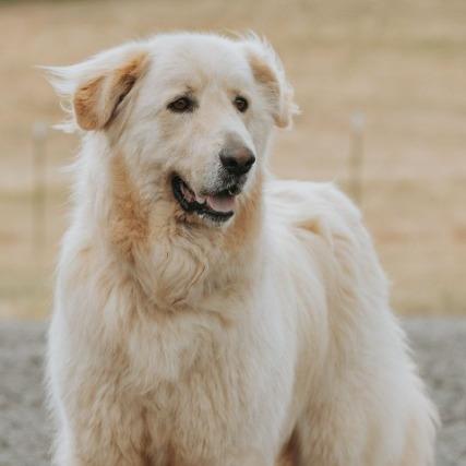 Enlarge Kodiak, a Adoptable mixed breed in Salem, OR image 3/6