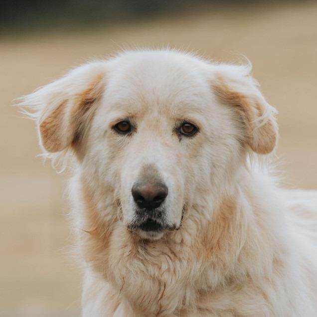 Enlarge Kodiak, a Adoptable mixed breed in Salem, OR image 4/6