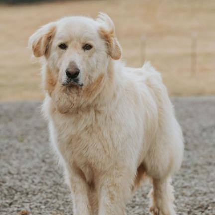 Enlarge Kodiak, a Adoptable mixed breed in Salem, OR image 5/6