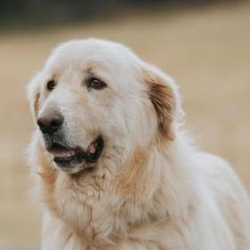 Enlarge Kodiak, a Adoptable mixed breed in Salem, OR image 6/6