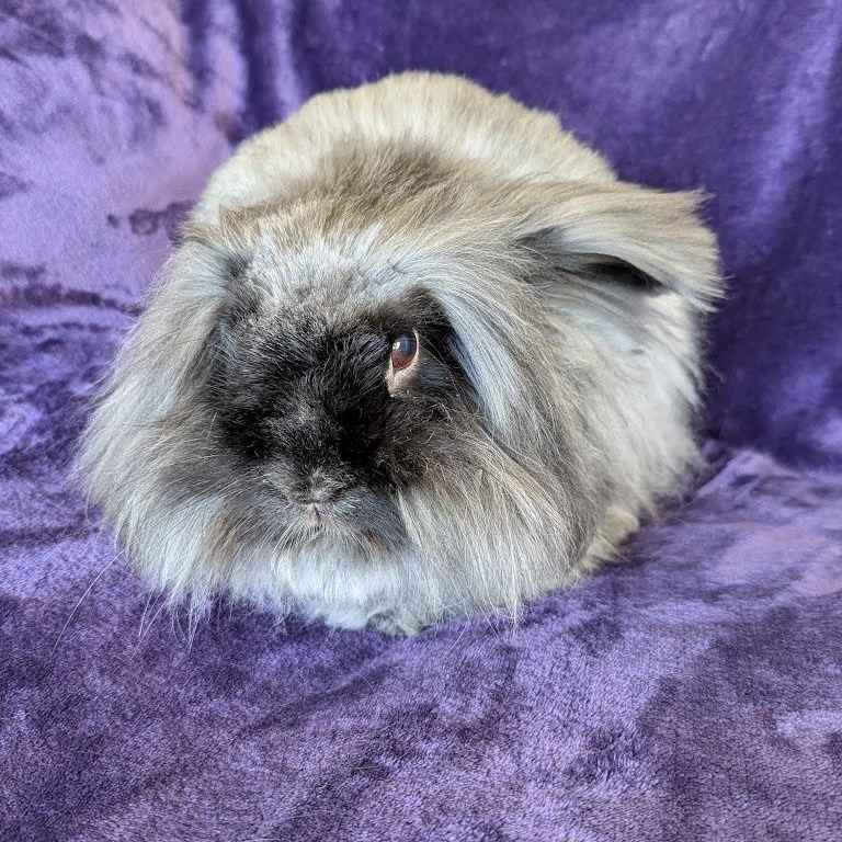 Fergus, a Adoptable mixed breed in Coralville, IA image 3/6