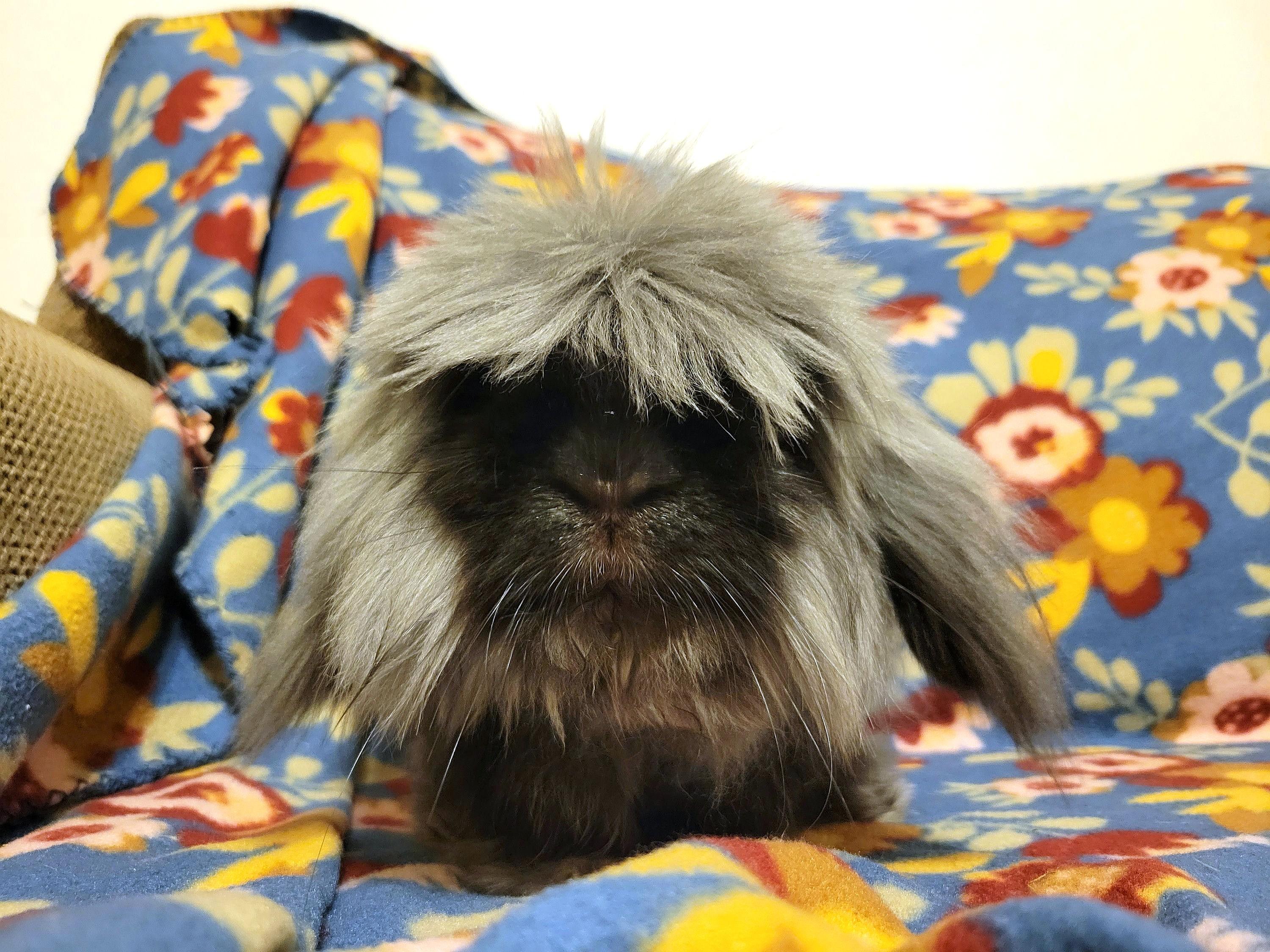 Fergus