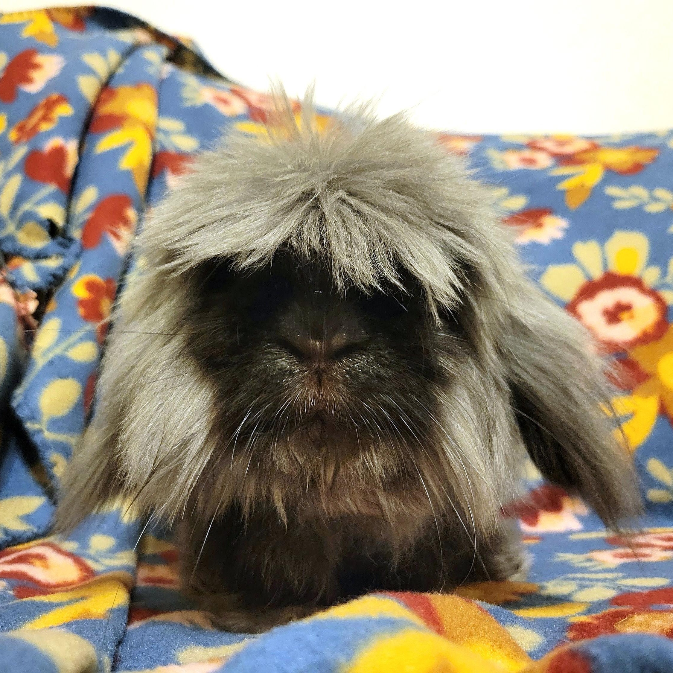 Fergus, a Adoptable mixed breed in Coralville, IA image 5/6