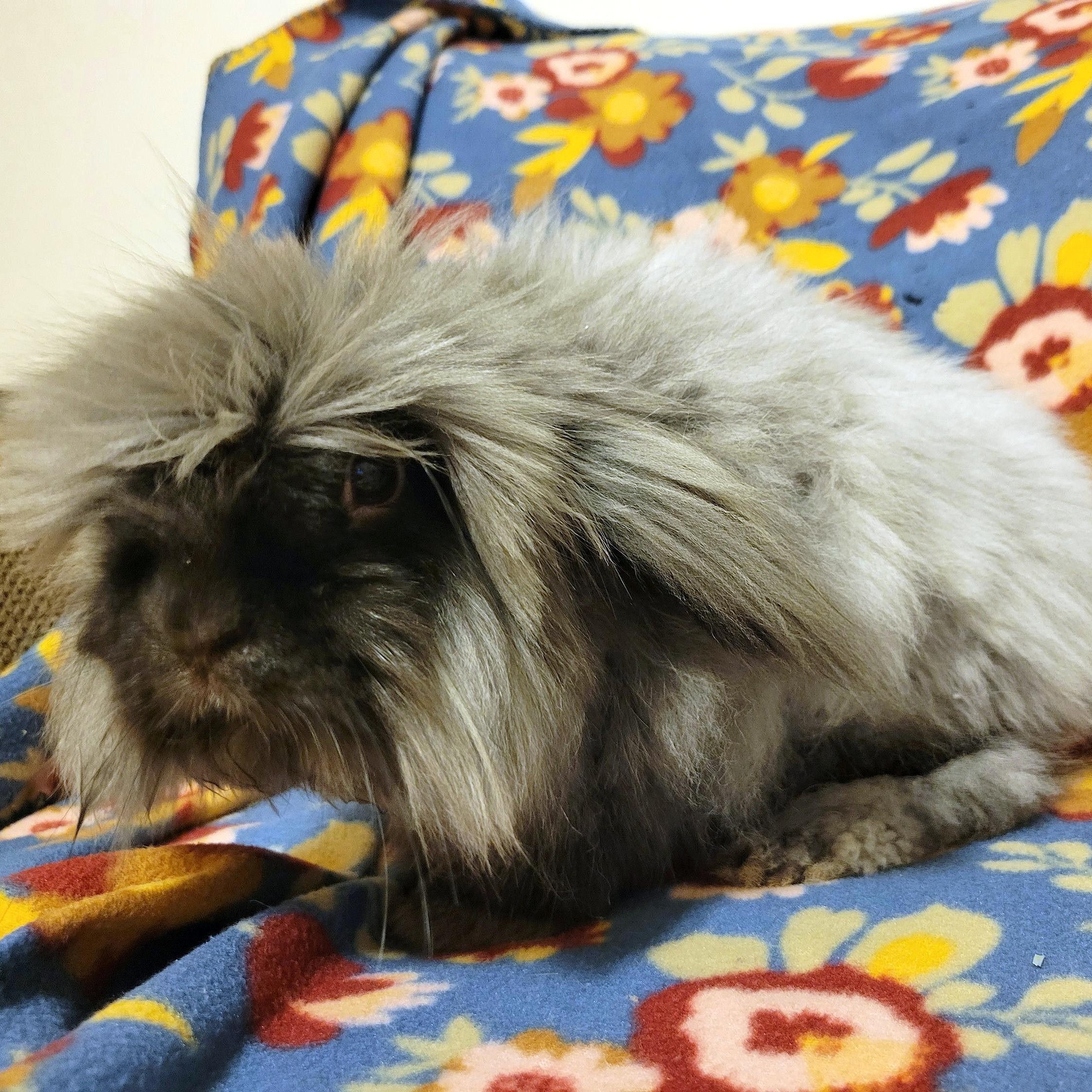 Fergus, a Adoptable mixed breed in Coralville, IA image 6/6