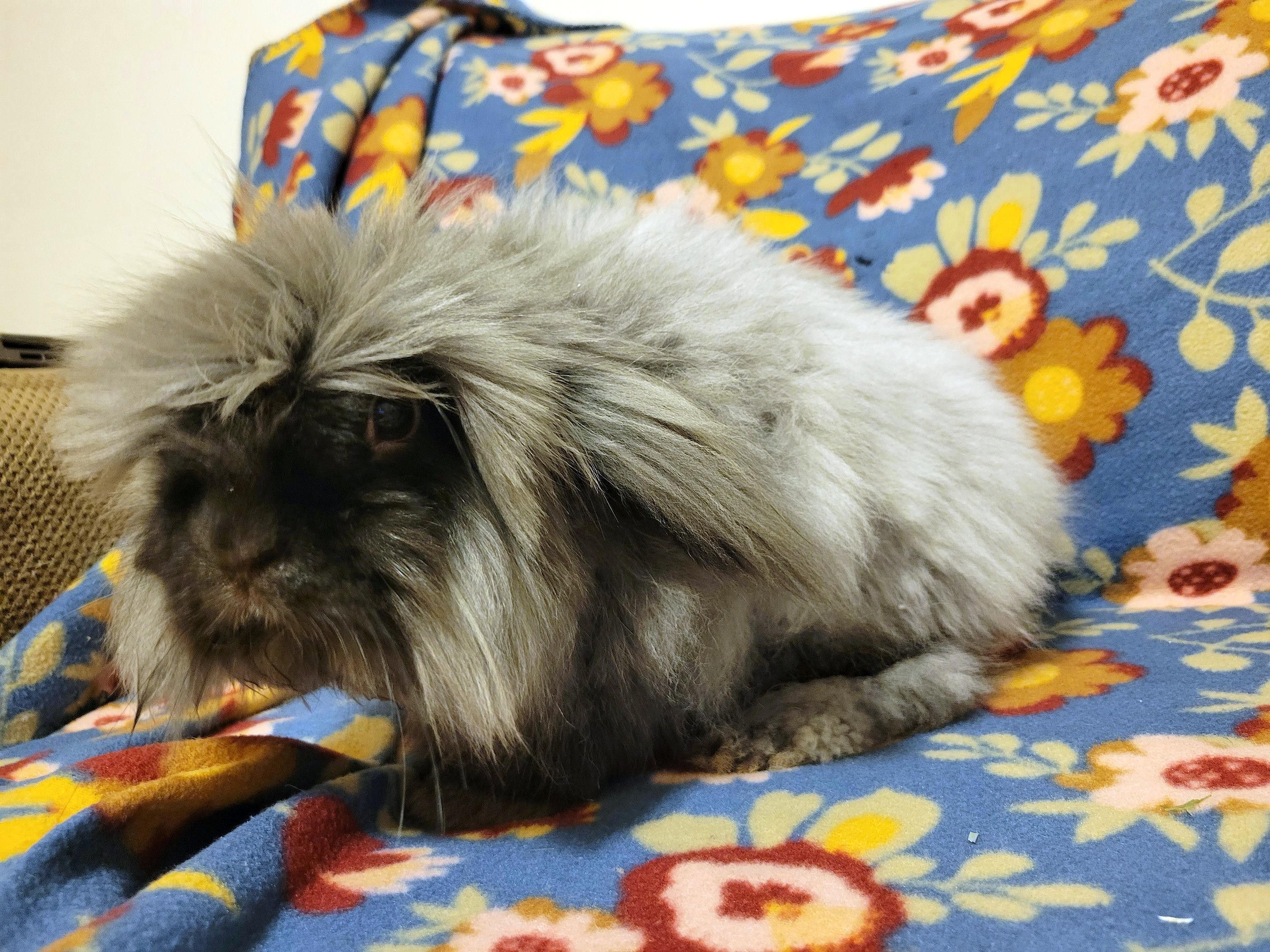 Fergus photo 2