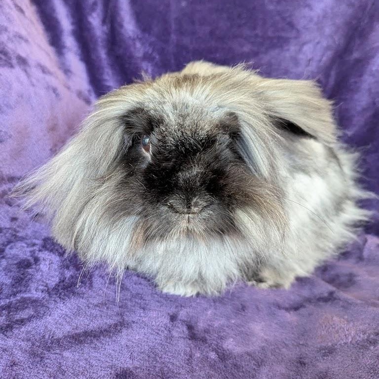 Fergus, a Adoptable mixed breed in Coralville, IA image 1/6