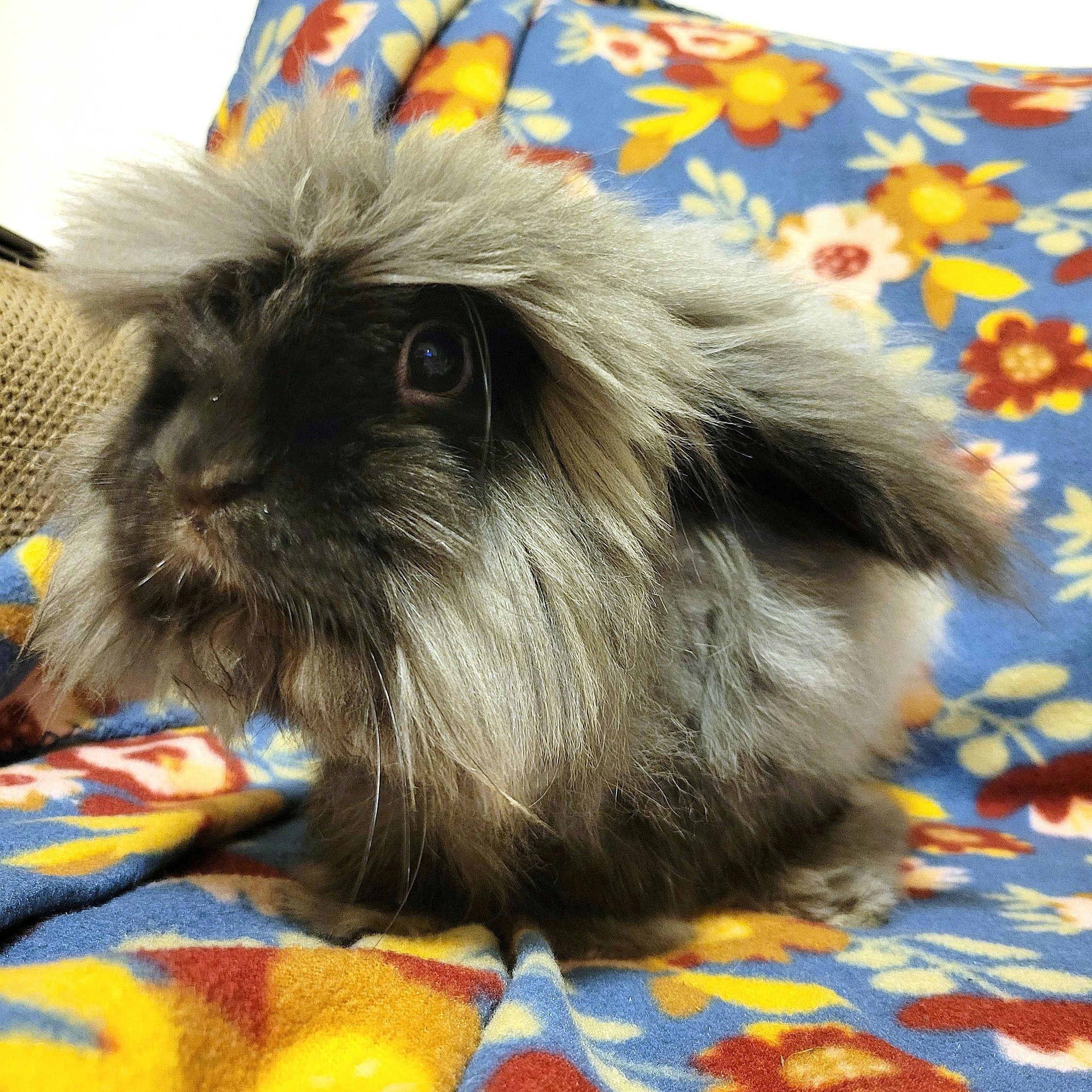 Fergus, a Adoptable mixed breed in Coralville, IA image 4/6