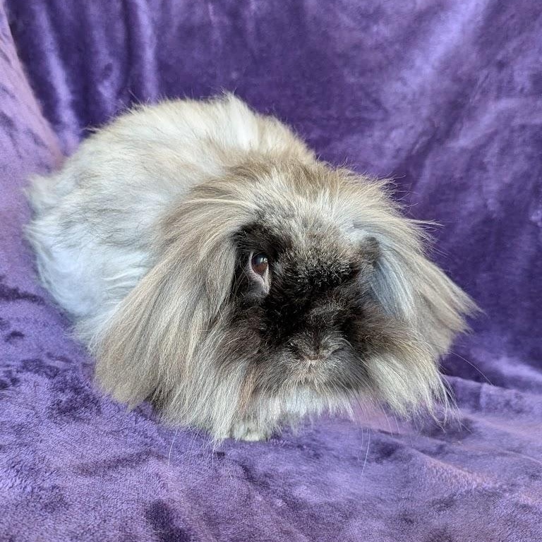 Fergus, a Adoptable mixed breed in Coralville, IA image 2/6