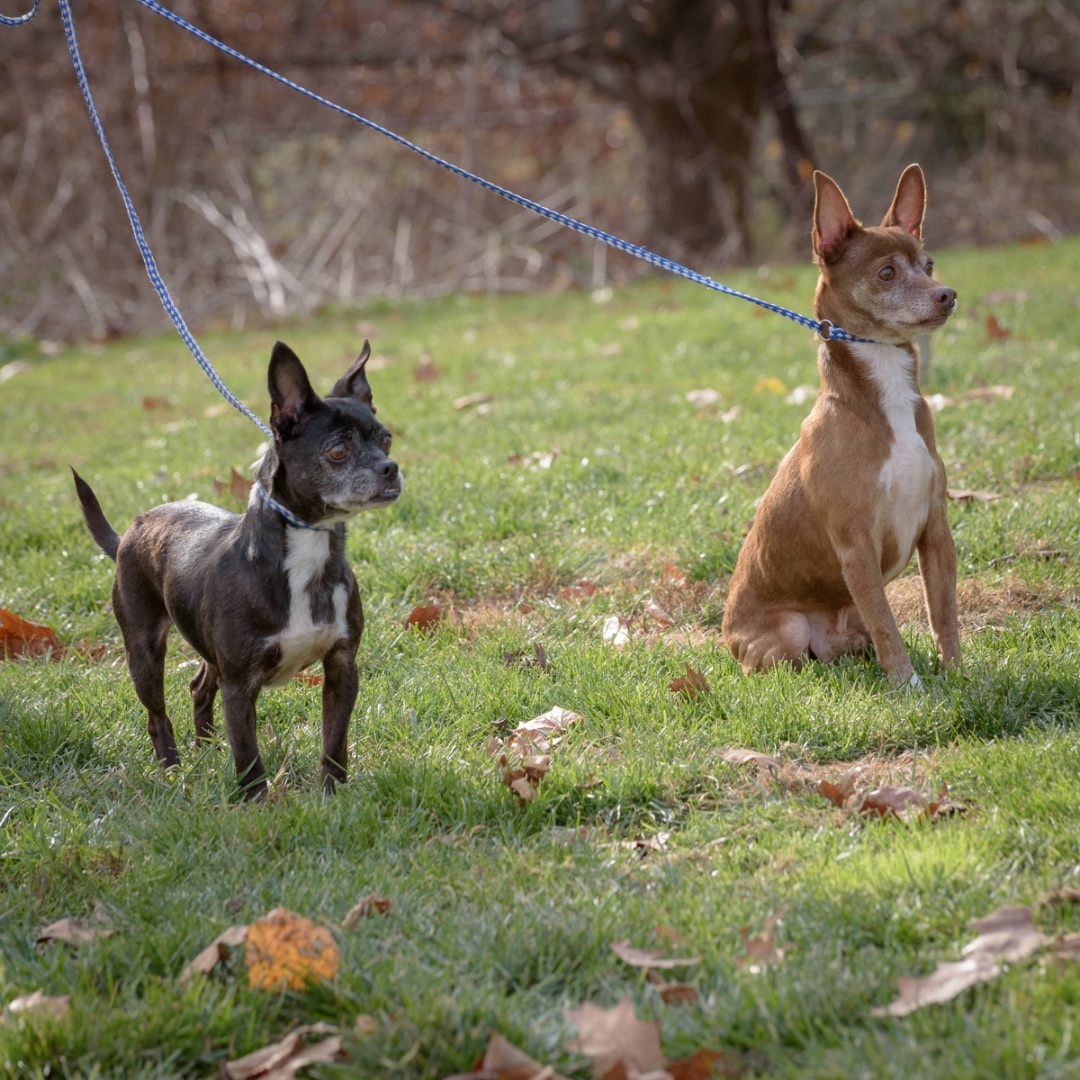 Doodles and Cocoa photo 4