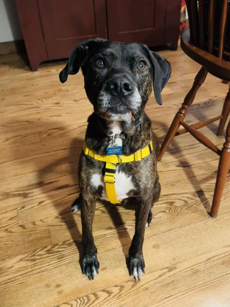 Enlarge Gunner (fka Landen), a Adoptable mixed breed in Pottstown, PA image 1/6