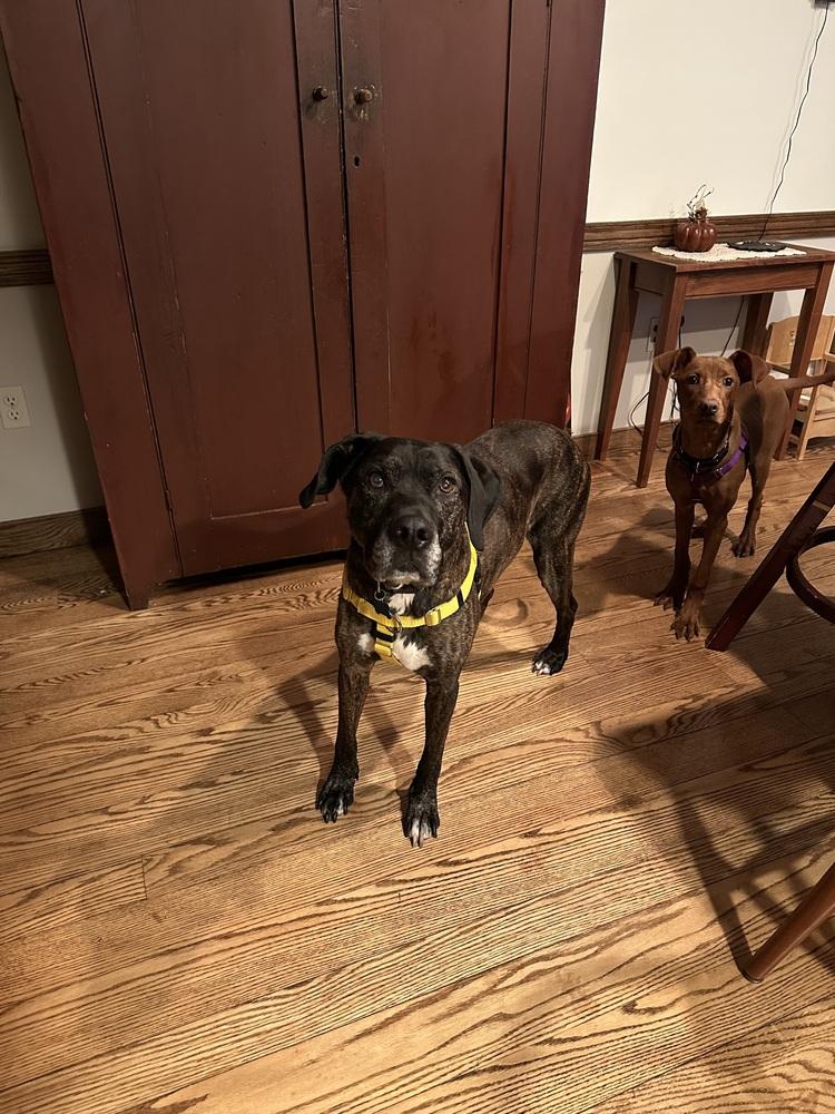 Enlarge Gunner (fka Landen), a Adoptable mixed breed in Pottstown, PA image 2/6