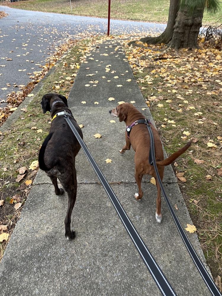 Enlarge Gunner (fka Landen), a Adoptable mixed breed in Pottstown, PA image 4/6