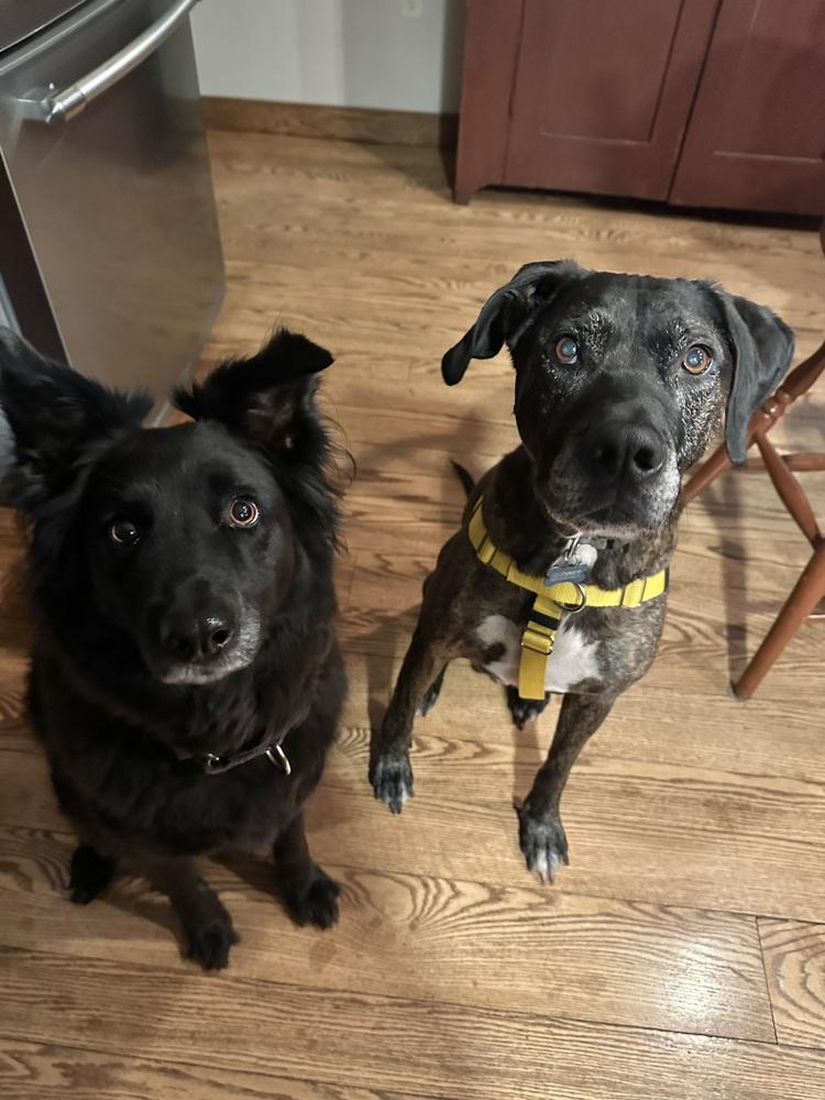 Enlarge Gunner (fka Landen), a Adoptable mixed breed in Pottstown, PA image 5/6