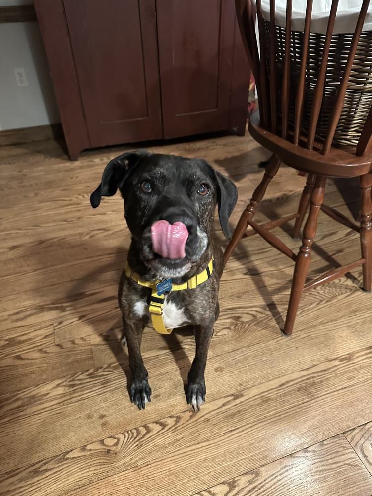 Enlarge Gunner (fka Landen), a Adoptable mixed breed in Pottstown, PA image 6/6