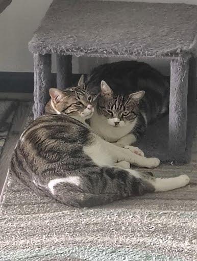 Gia *COURTESY POST*, Baby Female Tabby