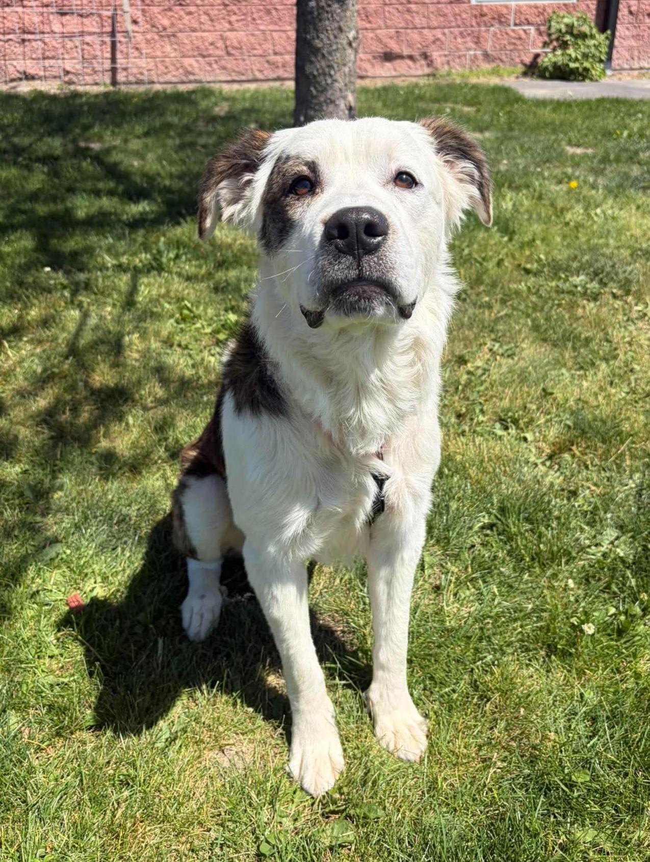 Mickey, a ADOPTABLE mixed breed in Maryville, MO image 3/3