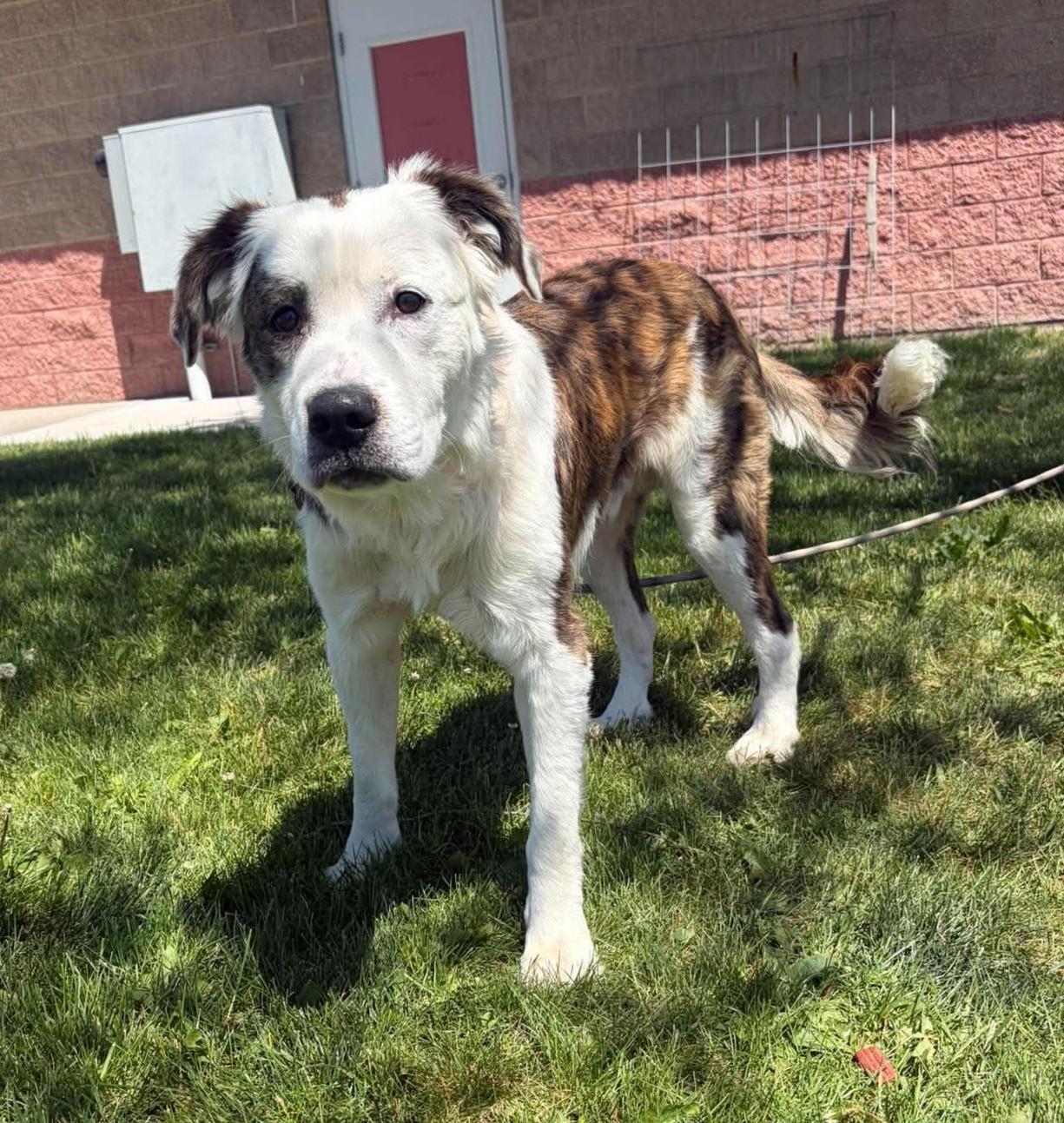Mickey, a ADOPTABLE mixed breed in Maryville, MO image 2/3
