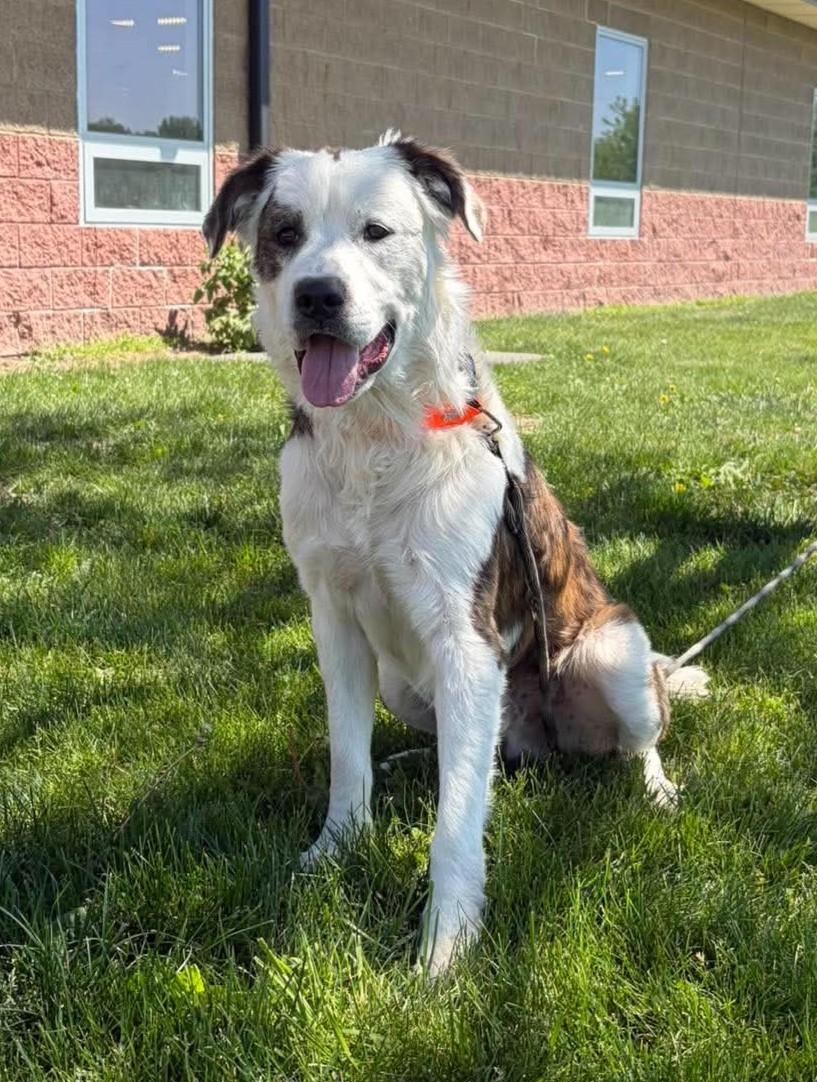Mickey, a ADOPTABLE mixed breed in Maryville, MO image 1/3