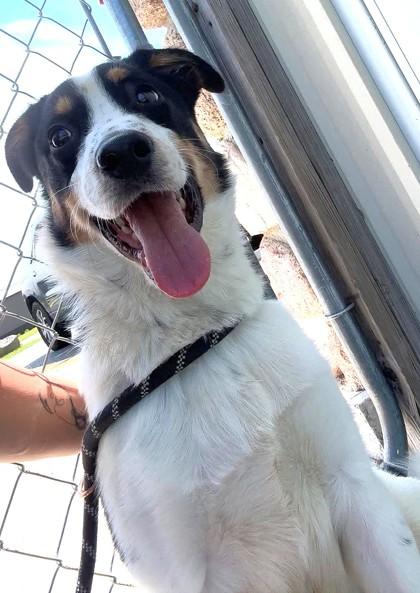 Enlarge Spud Muffin, an adopted mixed breed in Waupaca, WI image 1/1