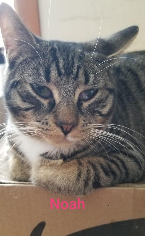 Enlarge Noah, a Adoptable mixed breed in Greene, NY image 1/4