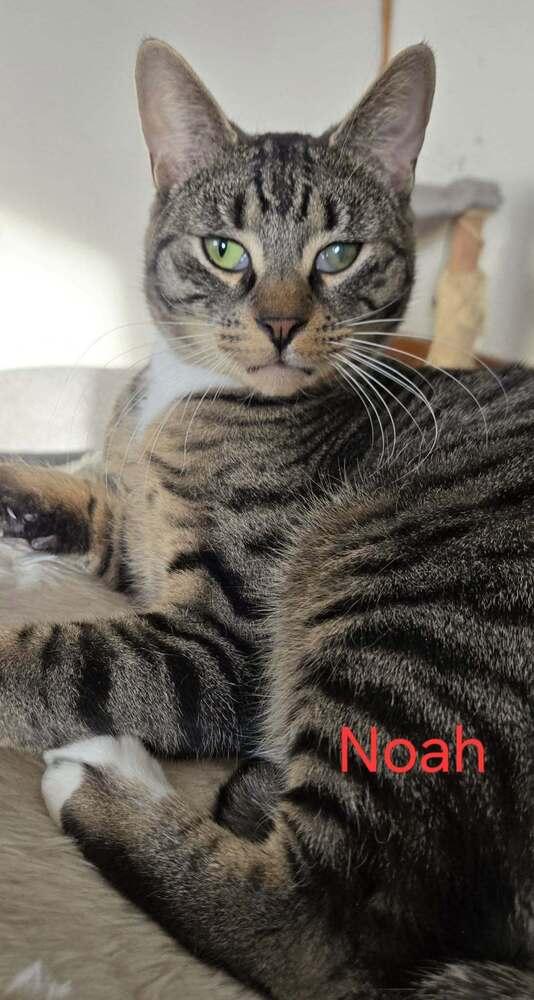 Enlarge Noah, a Adoptable mixed breed in Greene, NY image 2/4