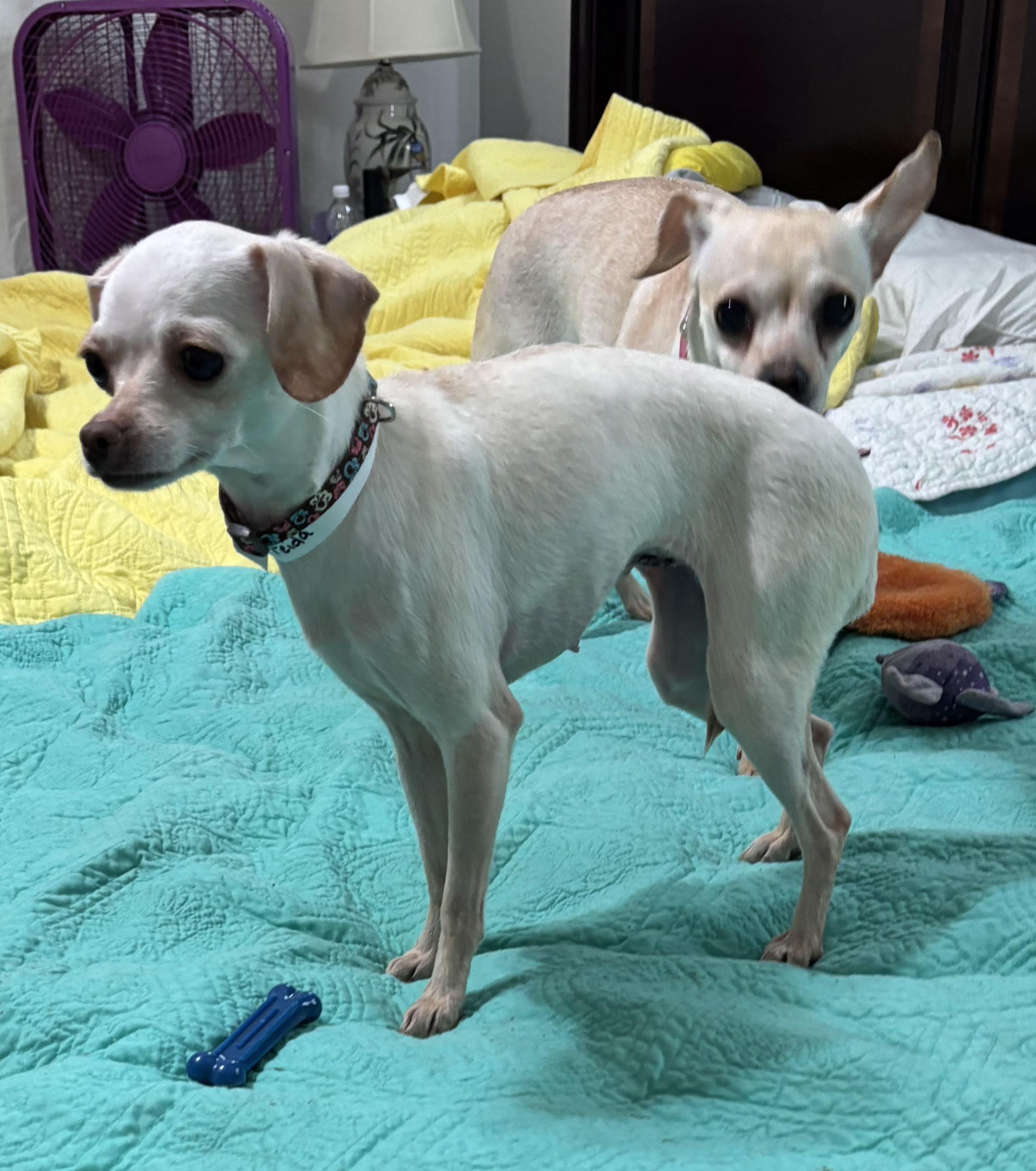 Frida, Adoptable, Adult Female Chihuahua.