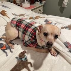 Frida, a Adoptable Chihuahua in Lexington, KY image 1/3