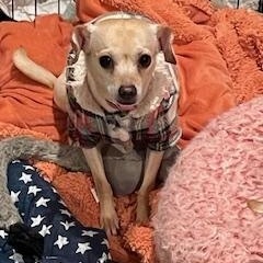 Frida, a Adoptable Chihuahua in Lexington, KY image 2/3