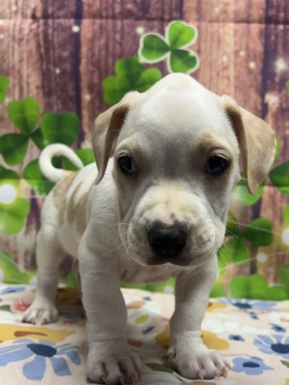 Cookie Dough — thumbnail 2