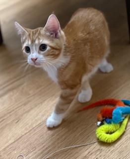 Stanley, an adopted Domestic Short Hair in Lemoyne, PA image 4/4