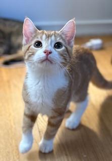Stanley, an adopted Domestic Short Hair in Lemoyne, PA image 3/4