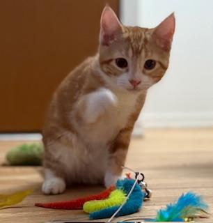 Stanley, an adopted Domestic Short Hair in Lemoyne, PA image 2/4