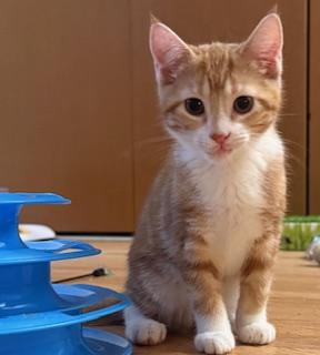 Stanley, adopted, Kitten Male Domestic Short Hair.