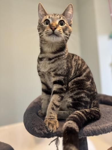 Emmitt — thumbnail 2